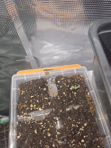 Blackberry Punch — germination, day 2