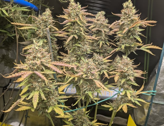 Mixed Grow — flower, day 126