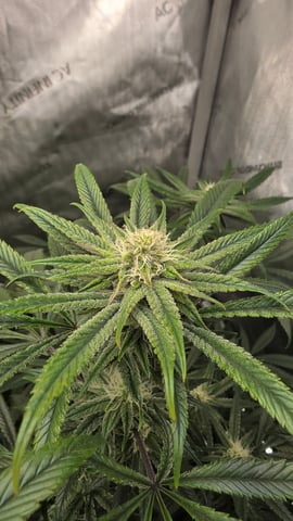 ethos genetics  — flower, day 86