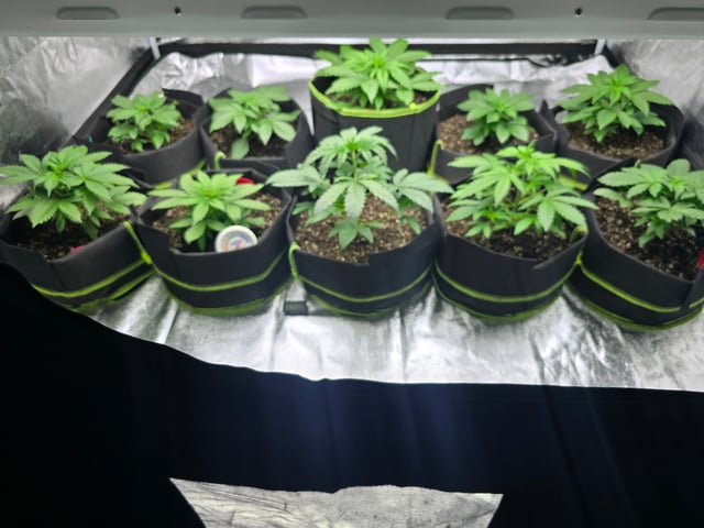 2nd Autoflower Indoor Grow — vegetative, day 23