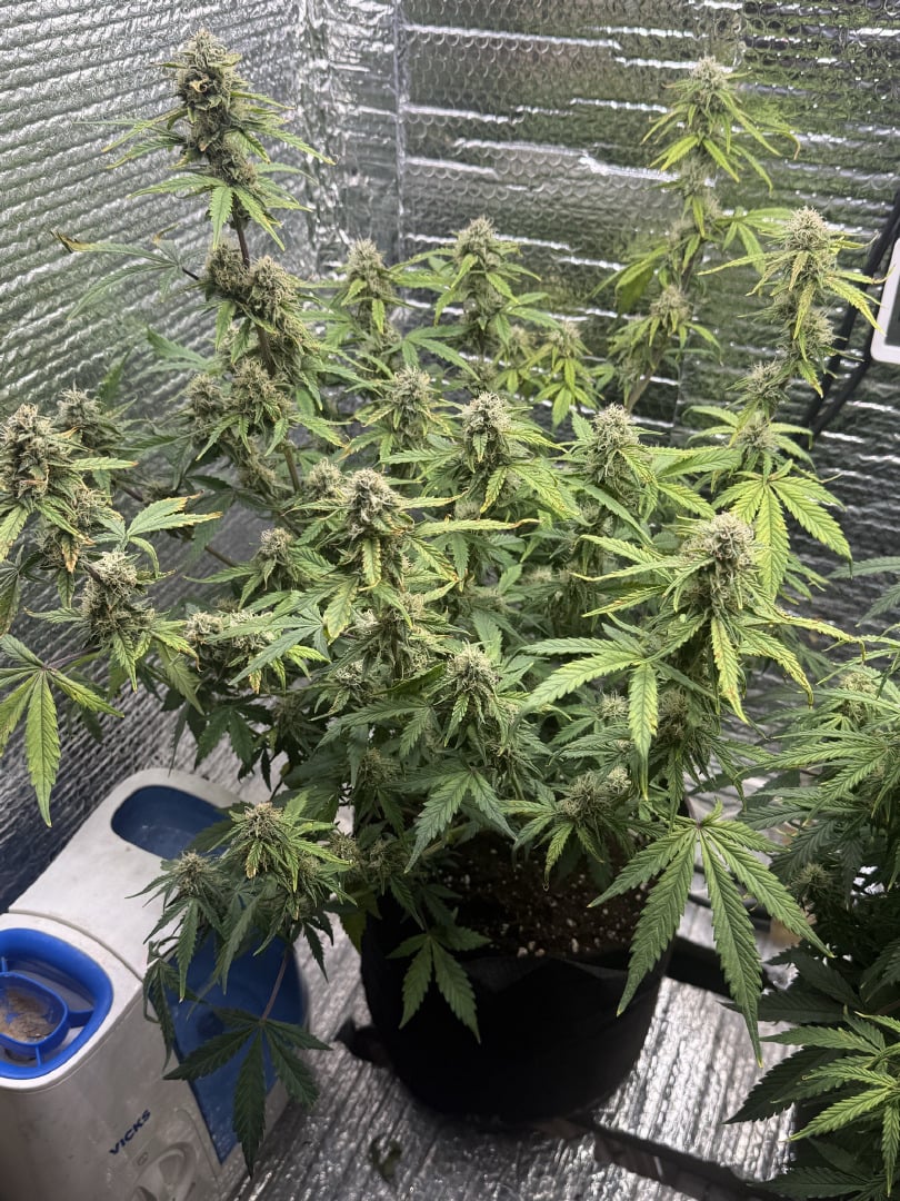 green crack auto flowers