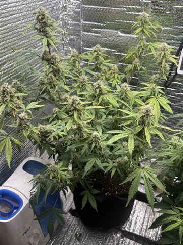 green crack auto flowers