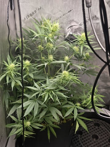 Coco Grow — flower, day 67