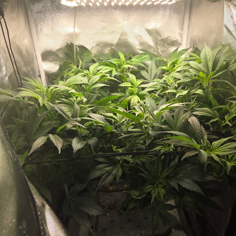 Fast Flowering Photo — flower, day 118