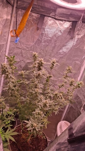 lil babies  — flower, day 62