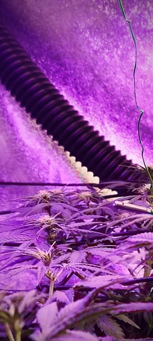 terminando primera semana de floración (5/9) — flower, day 1