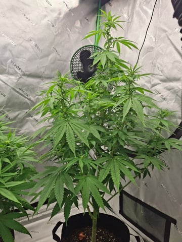 Do Si Dos -Cookies — flower, day 77