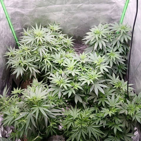 run #3 — vegetative, day 14