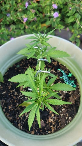 Poison Rainbows — vegetative, day 70