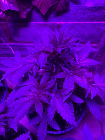 white runtz first grow  — vegetative, day 21