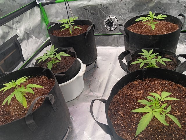 1st tent grow — vegetative, day 19