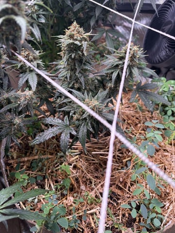 1.75 — harvest, day 91
