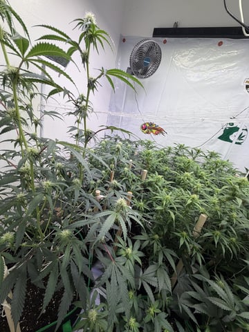 Indoor Grow  — flower, day 161