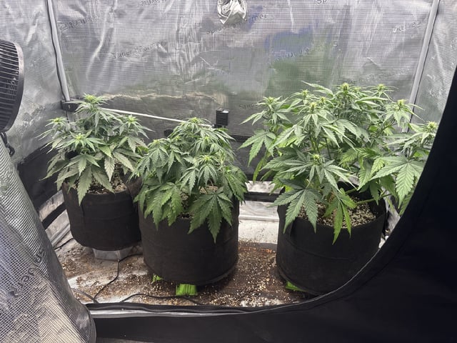 Batch #3 — flower, day 24