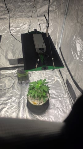 Beginner - My first grow has been an incredible experience so far! — vegetative, day 33