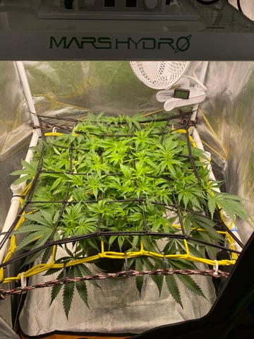 blackberry marshmallows  — flower, day 74