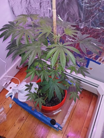 triangle kush  — flower, day 38