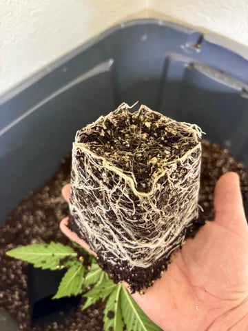 Pink Passion Fruit — vegetative, day 20