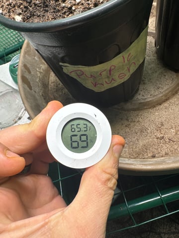 first indoor — vegetative, day 20