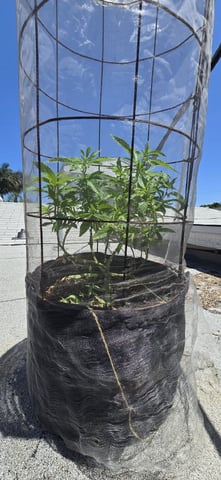 CzechsMex 2.0 — vegetative, day 111