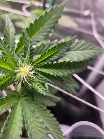 Looking for advice! — flower, day 61