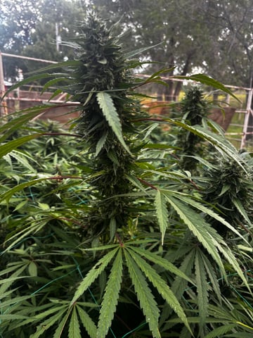 Outdoor Grow — flower, day 175