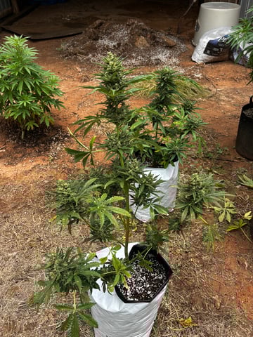 Autoflowers — flower, day 59