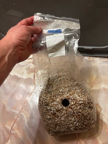 second 🍄‍🟫 grow — vegetative, day 23