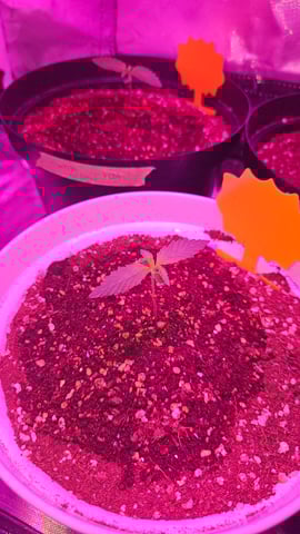 first grow adventure  — seedling_rooting, day 11
