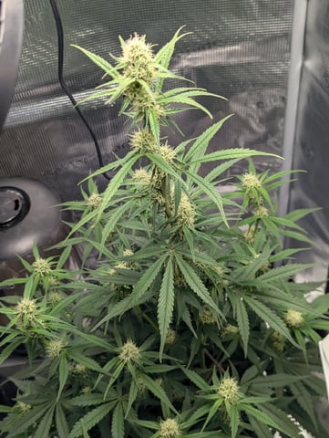 Pineapple Express 