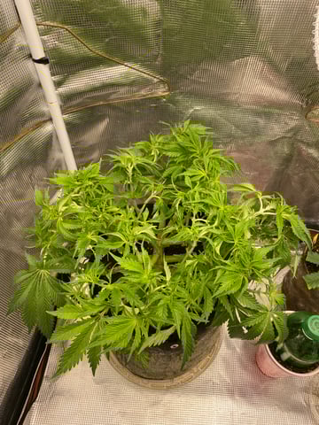 blackberry marshmallows  — vegetative, day 50