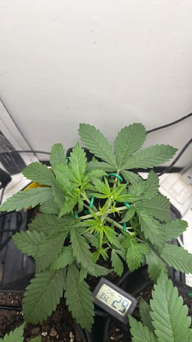 Midsummer Outdoor — vegetative, day 17