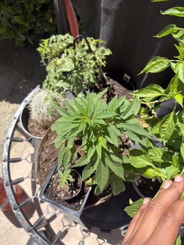 Sour Glue — flower, day 20