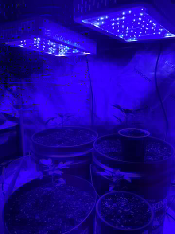 Archived Grow — none, day 3