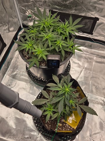 1st grow — flower, day 26