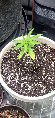 Poison Rainbows — seedling_rooting, day 38