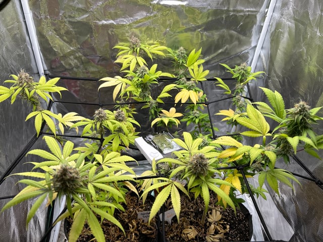 2nd grow — flower, day 135