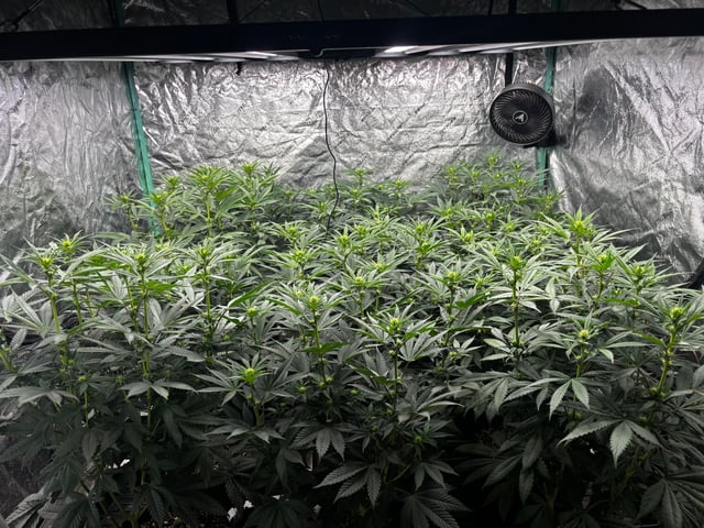 Pink Passion Fruit — flower, day 63