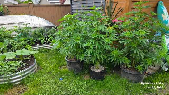 Canadian Summer Outdoor — vegetative, day 44