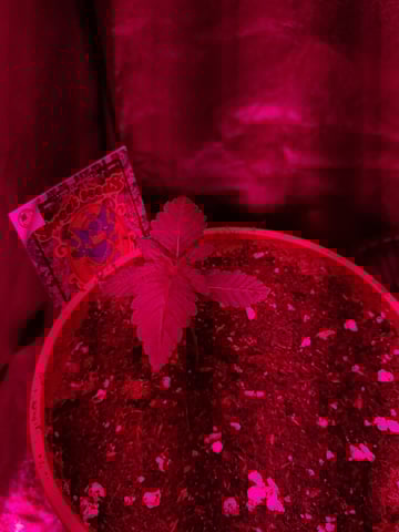 II — vegetative, day 5