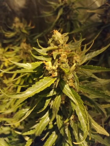 mr — flower, day 116