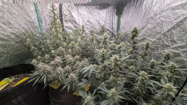 Perpetual Autoflower Mixed Grow #3 — flower, day 61
