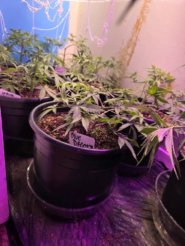 white truffle  — vegetative, day 1