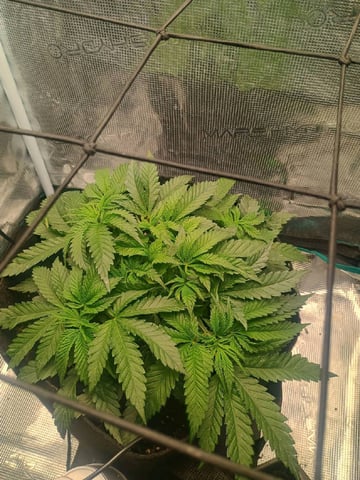 lil Slurry, first grow — flower, day 32