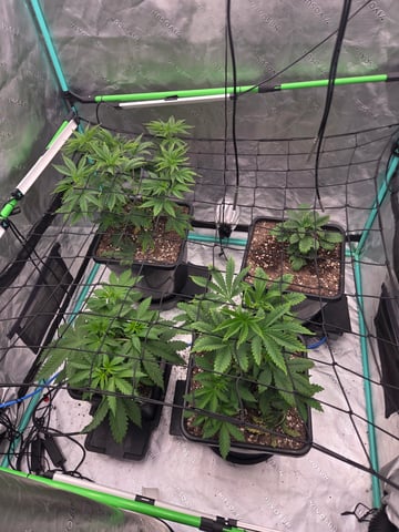 spring indoor 2026 — none, day 2