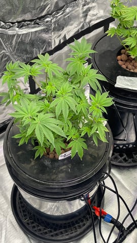 1st Ever Grow (Fat Bastard)(RDWC)  — vegetative, day 66