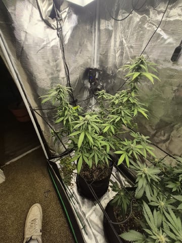 4th Grow — flower, day 98