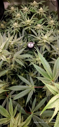 Found my Females... Game On! — flower, day 159