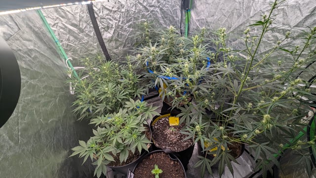 Mixed Grow — grow_setup, day 51