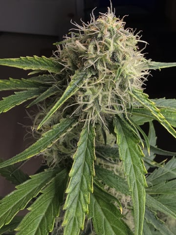 (4)autos  — flower, day 68